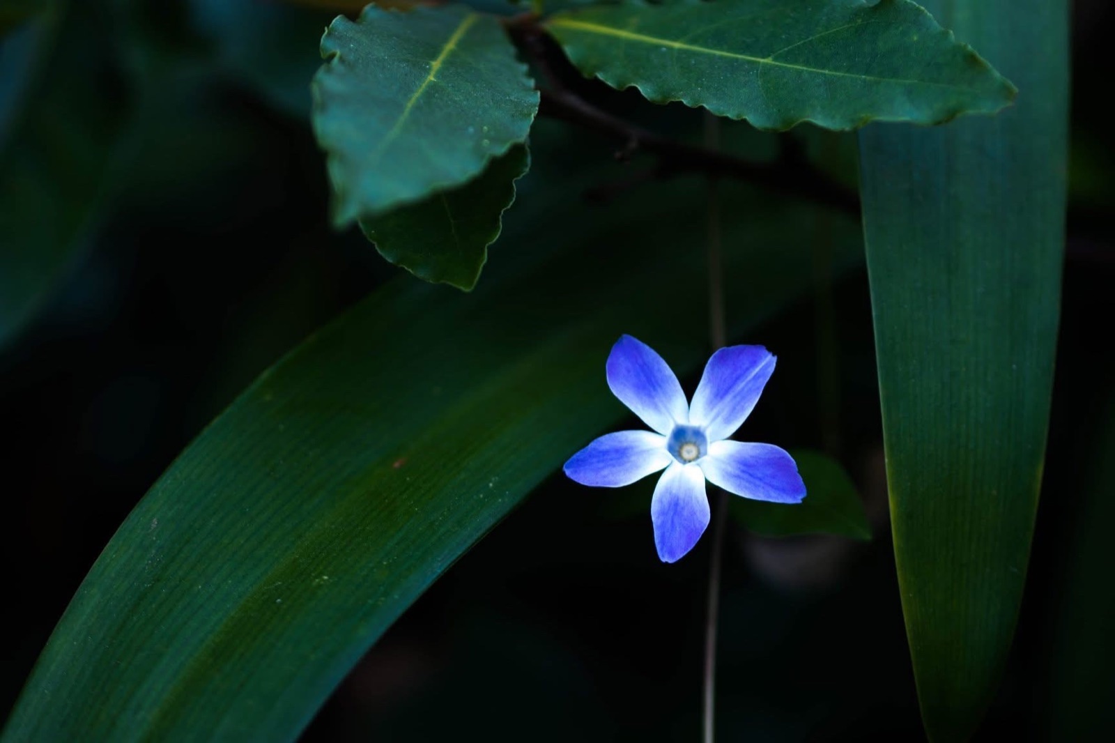 My photographs — a11